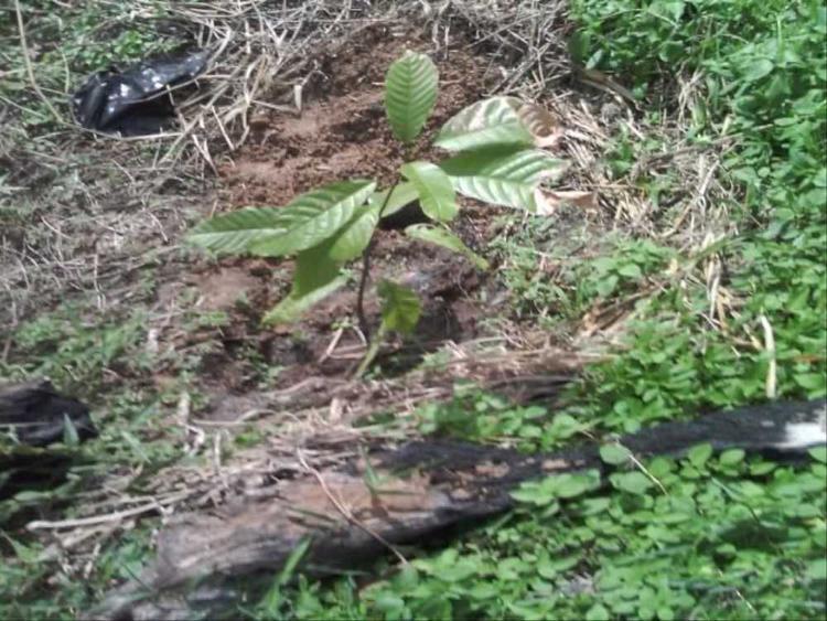 tree image