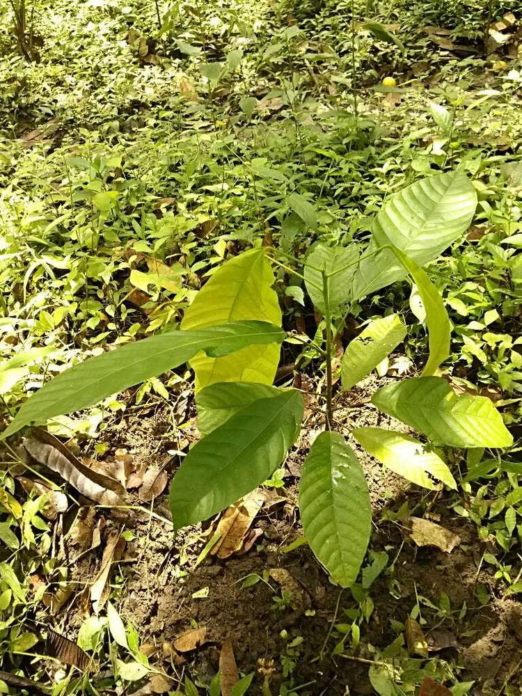 tree image