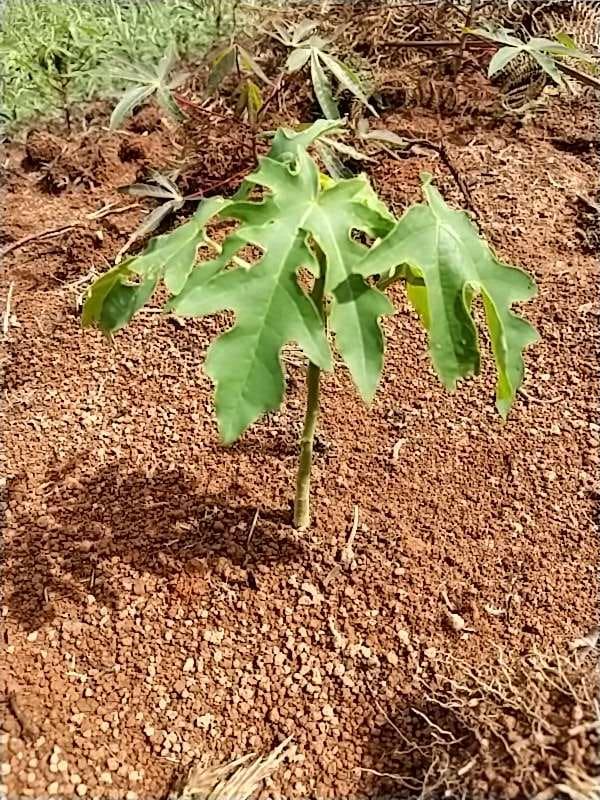 tree image