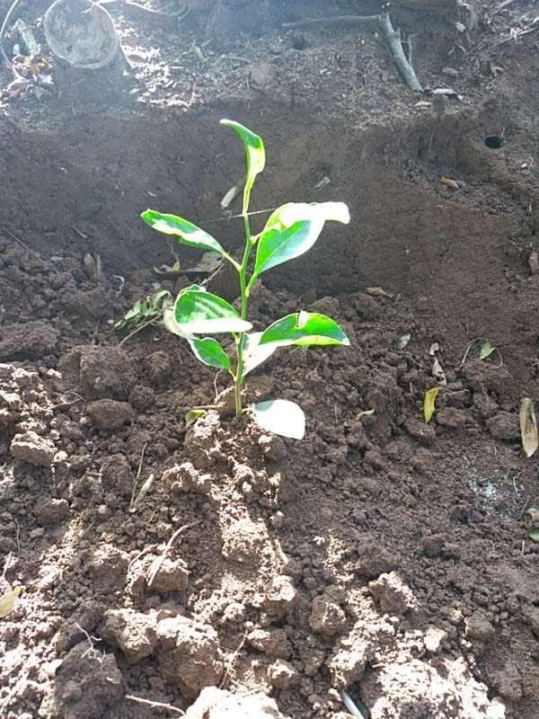 tree image