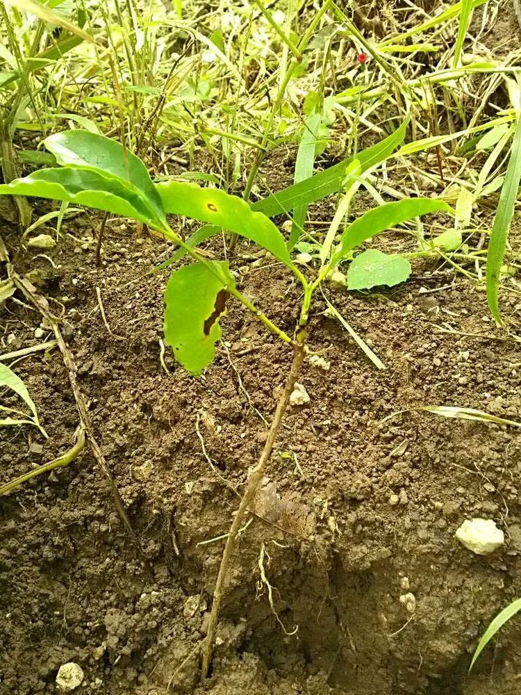tree image