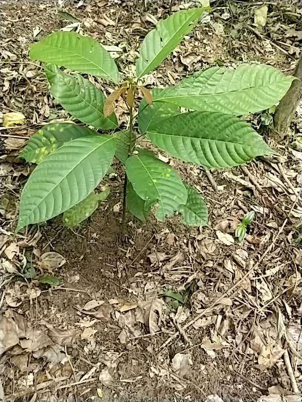 tree image