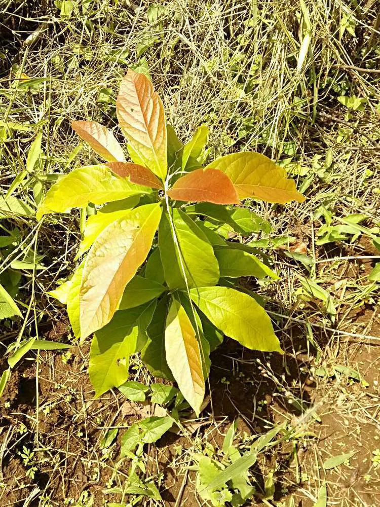 tree image