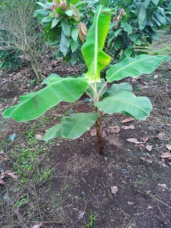 tree image