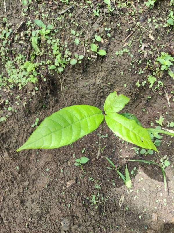 tree image