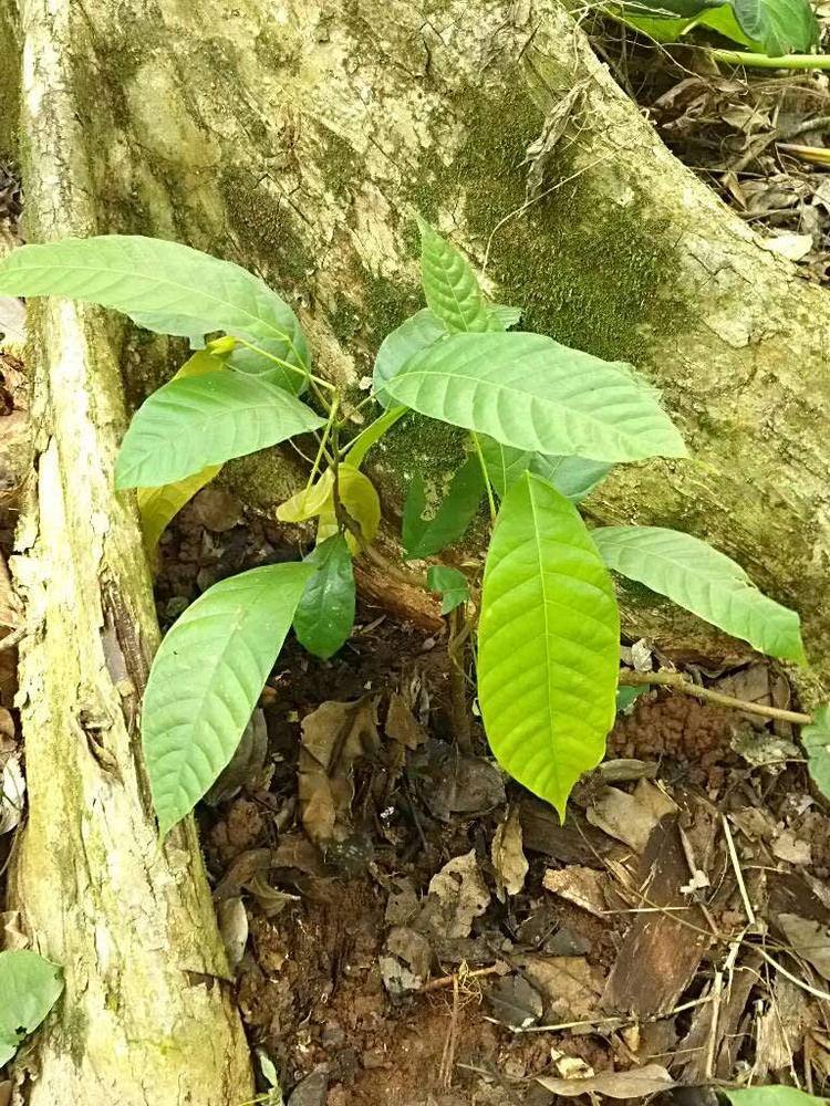 tree image