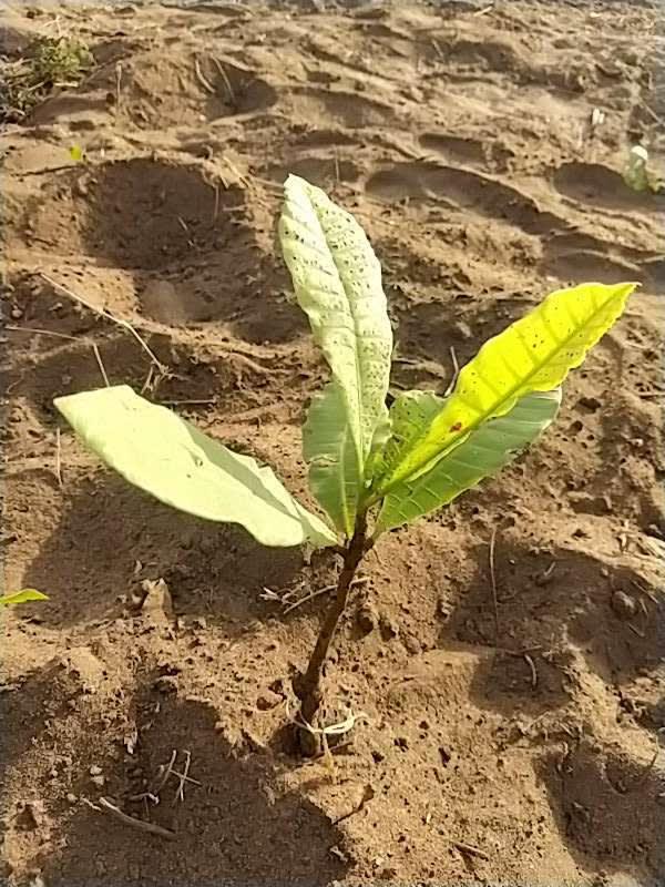 tree image