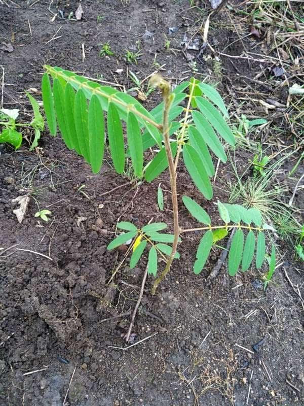 tree image