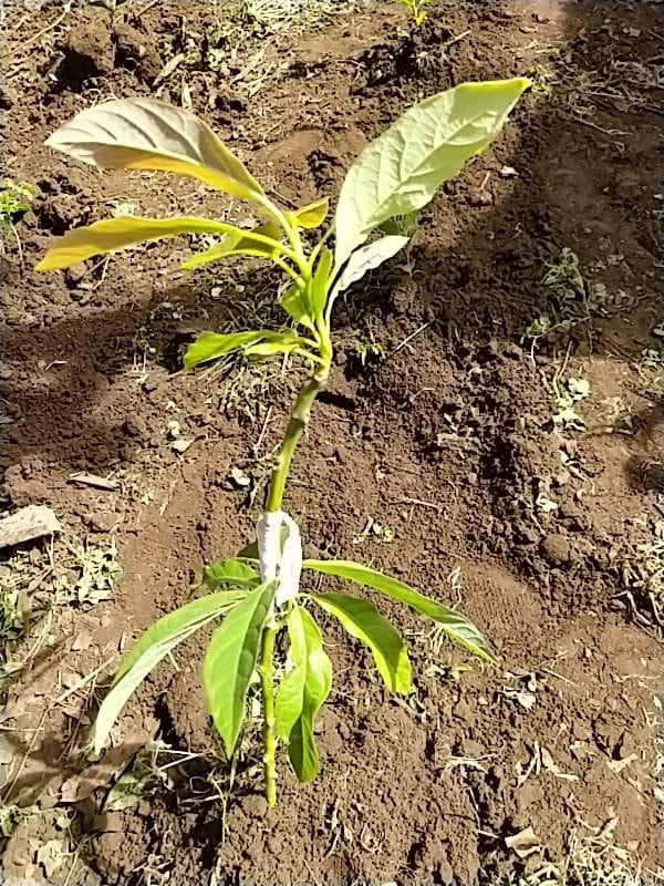 tree image