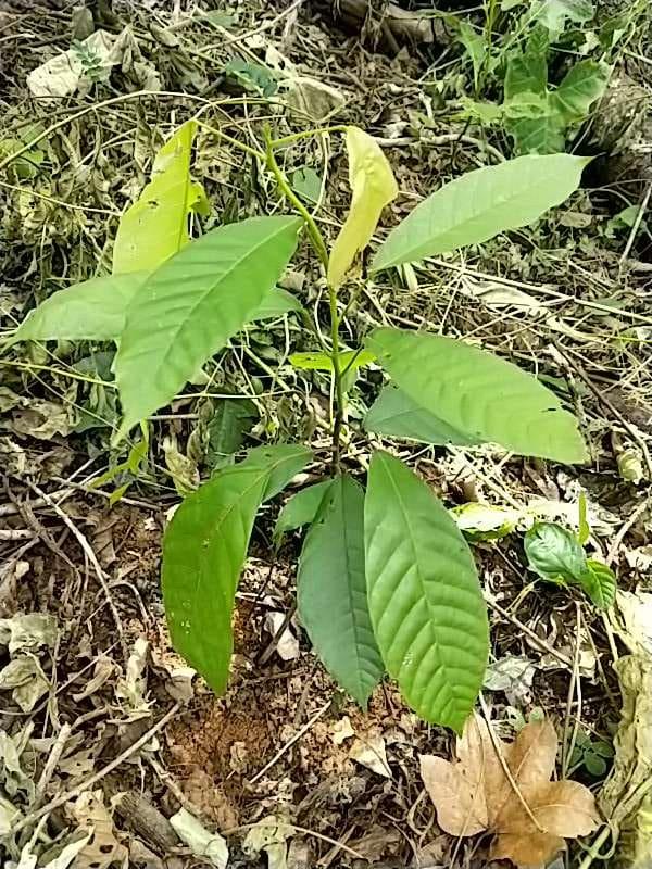 tree image