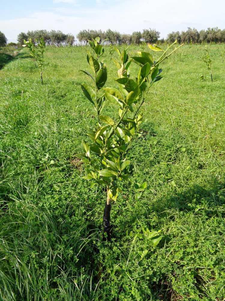 tree image