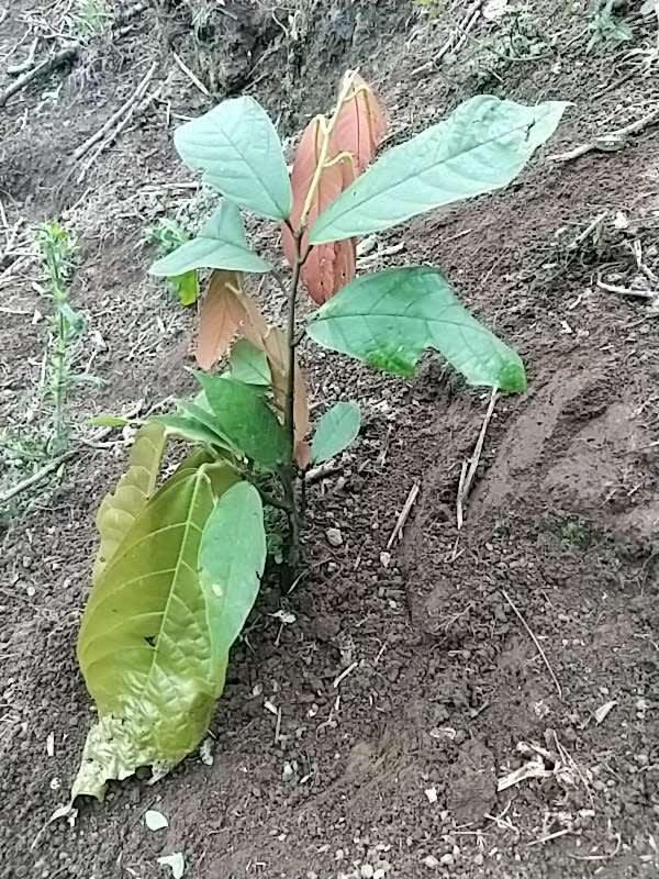tree image