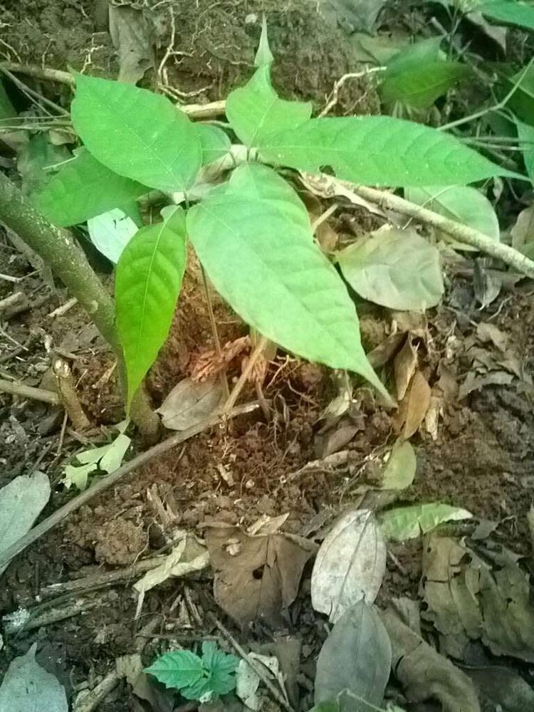 tree image