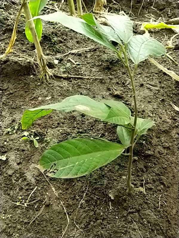 tree image