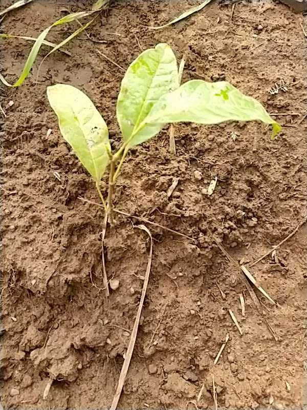 tree image
