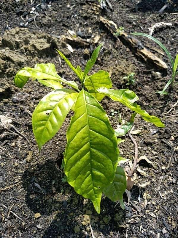 tree image
