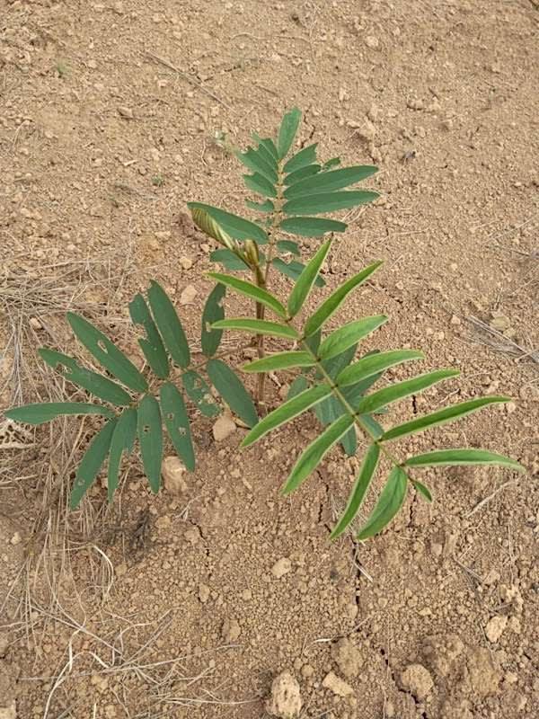 tree image