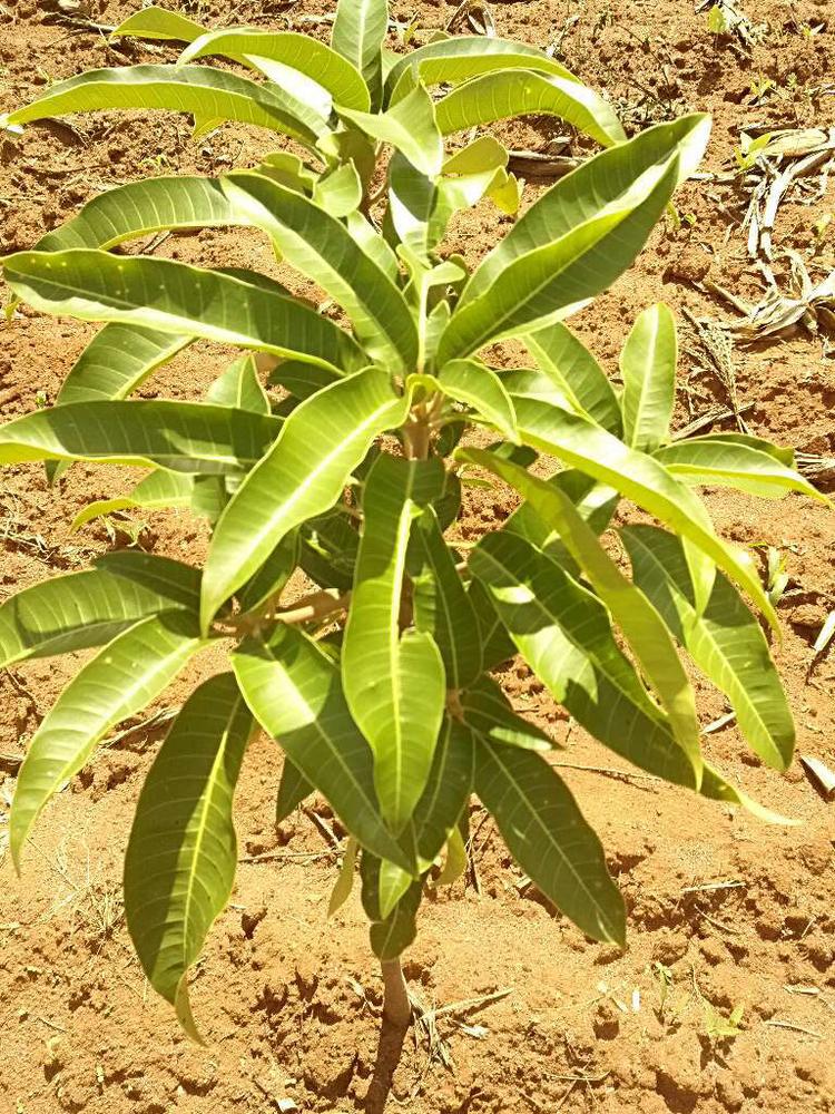tree image