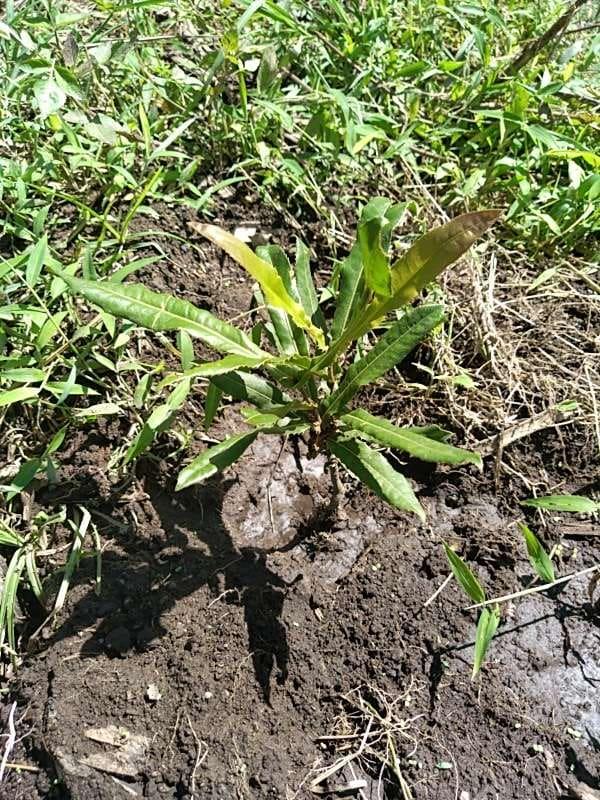 tree image
