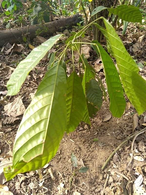 tree image