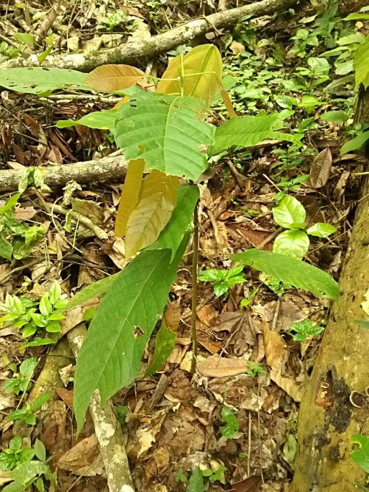 tree image