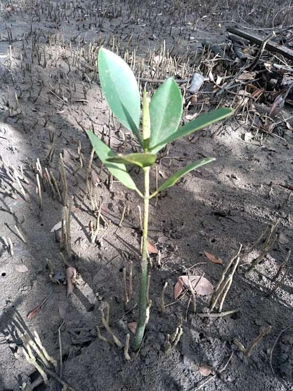 tree image
