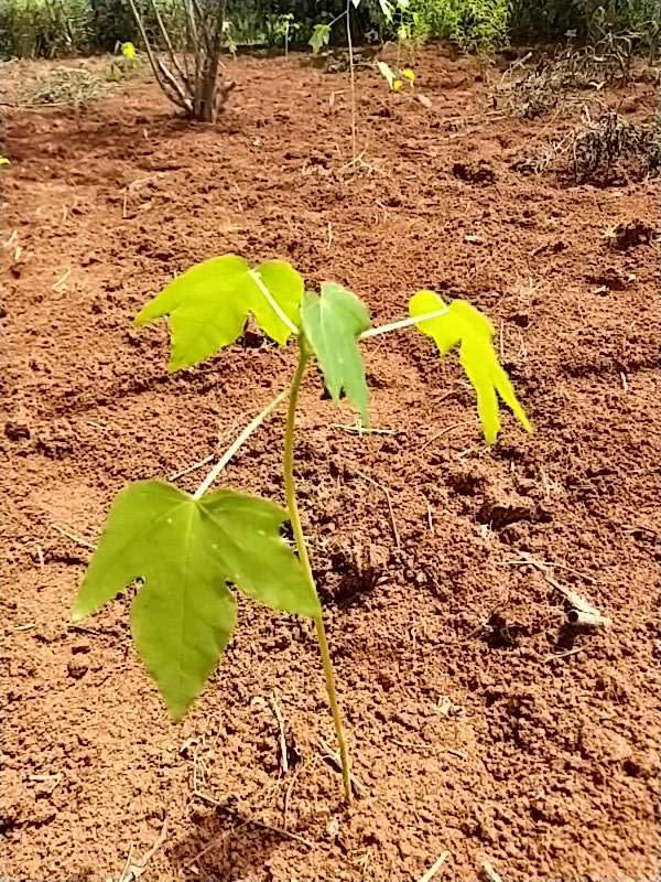 tree image