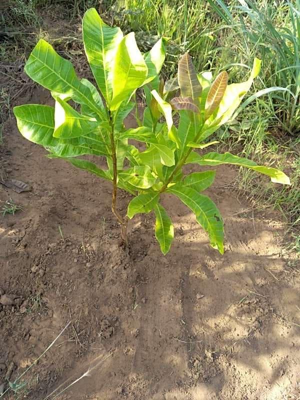 tree image
