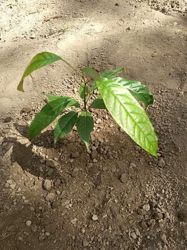 tree image
