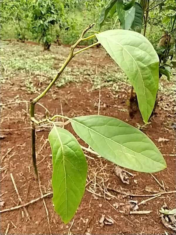 tree image
