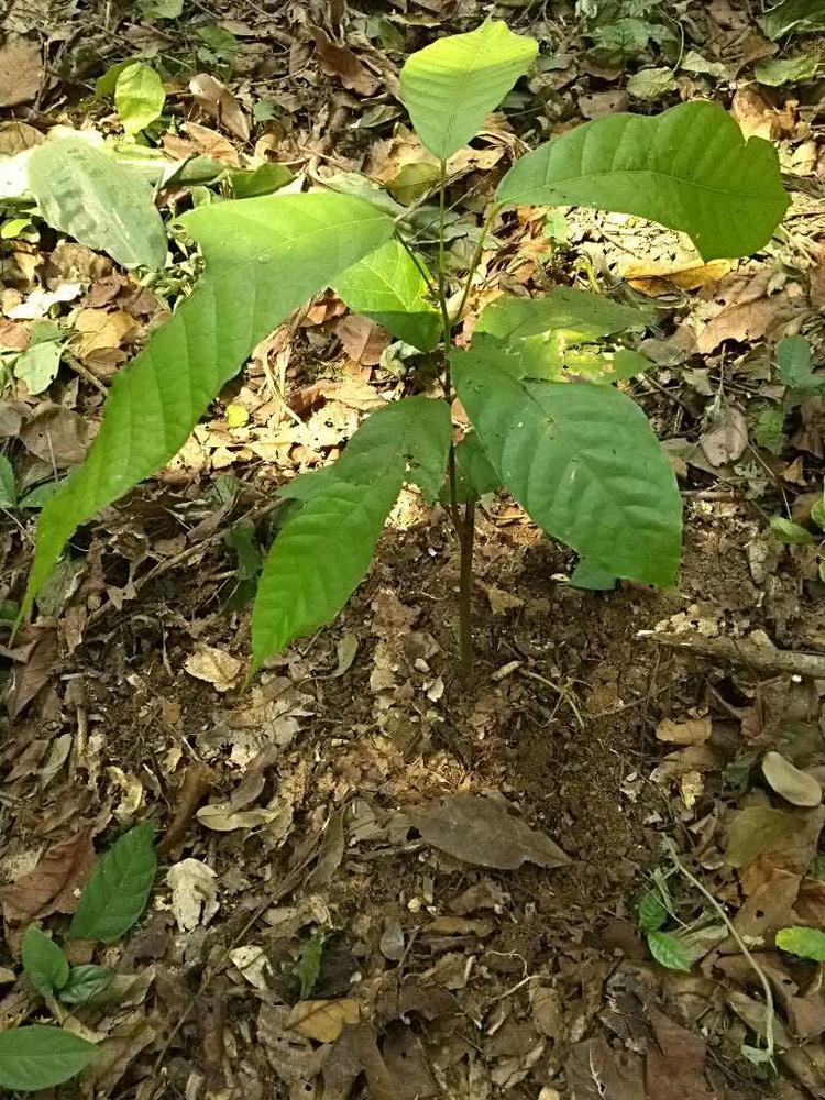 tree image