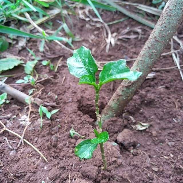 tree image