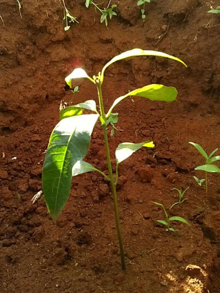 tree image