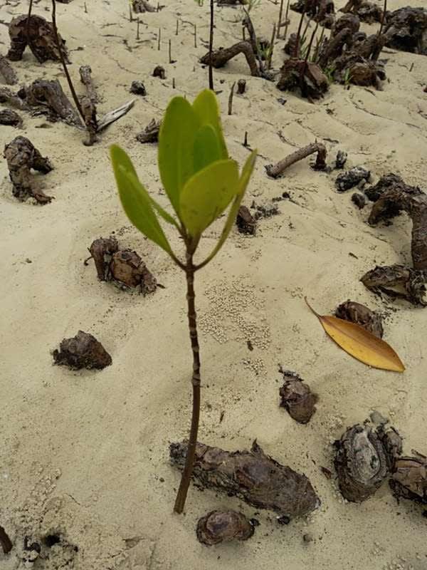 tree image