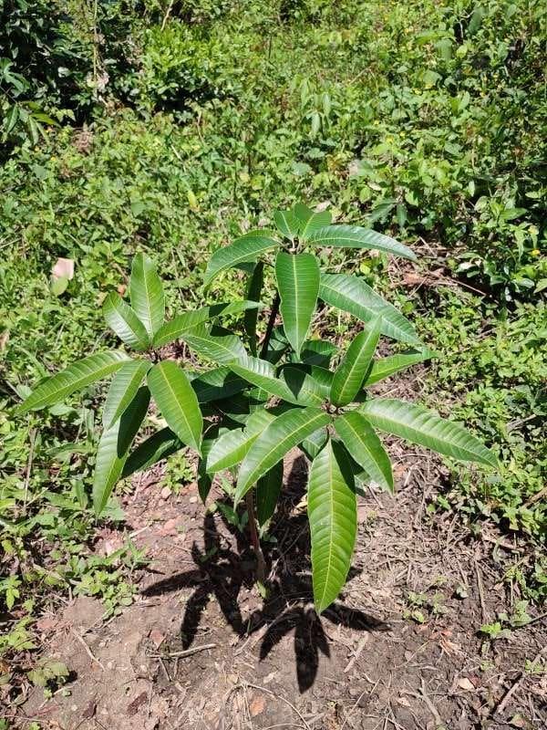tree image