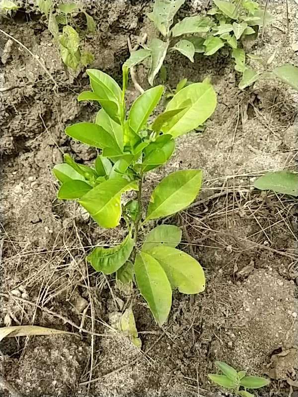 tree image