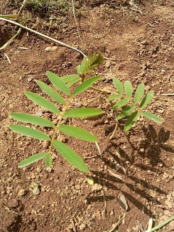 tree image