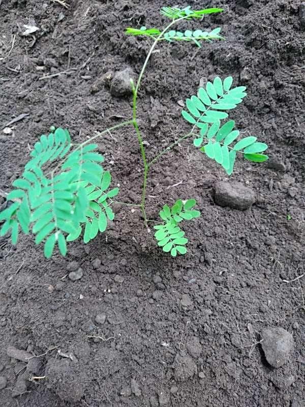 tree image