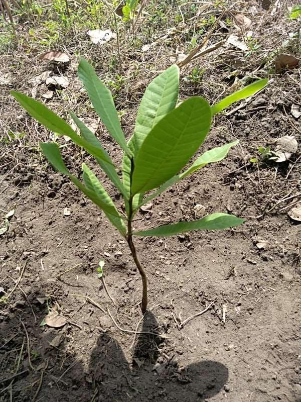 tree image