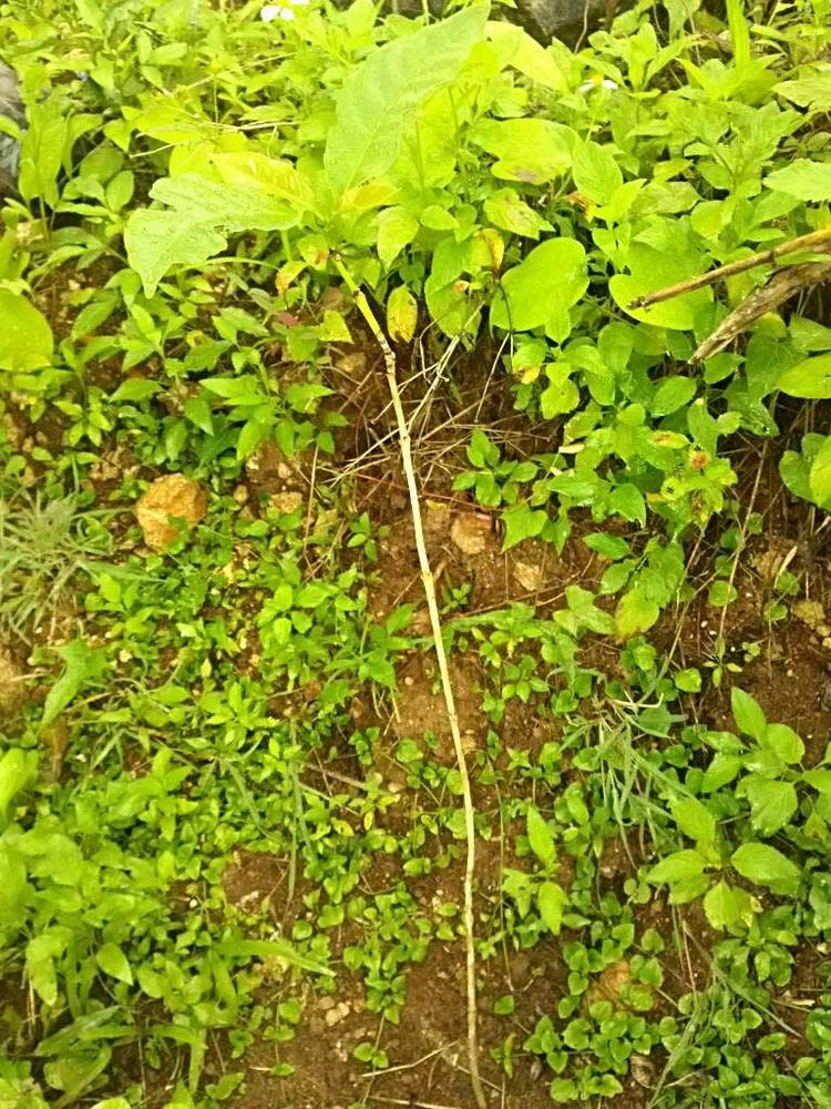 tree image