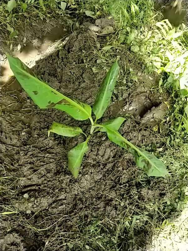 tree image