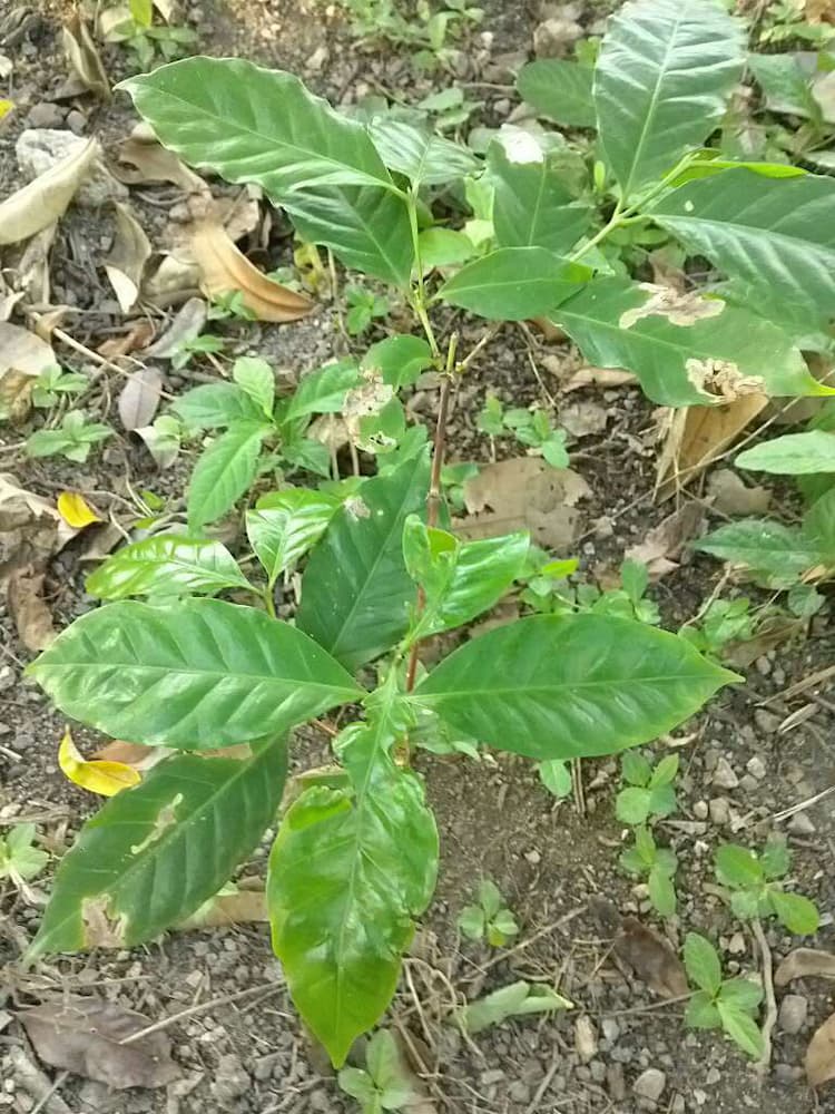 tree image