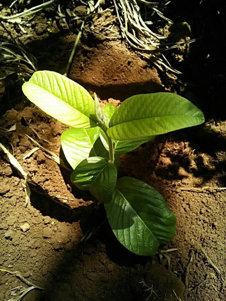 tree image