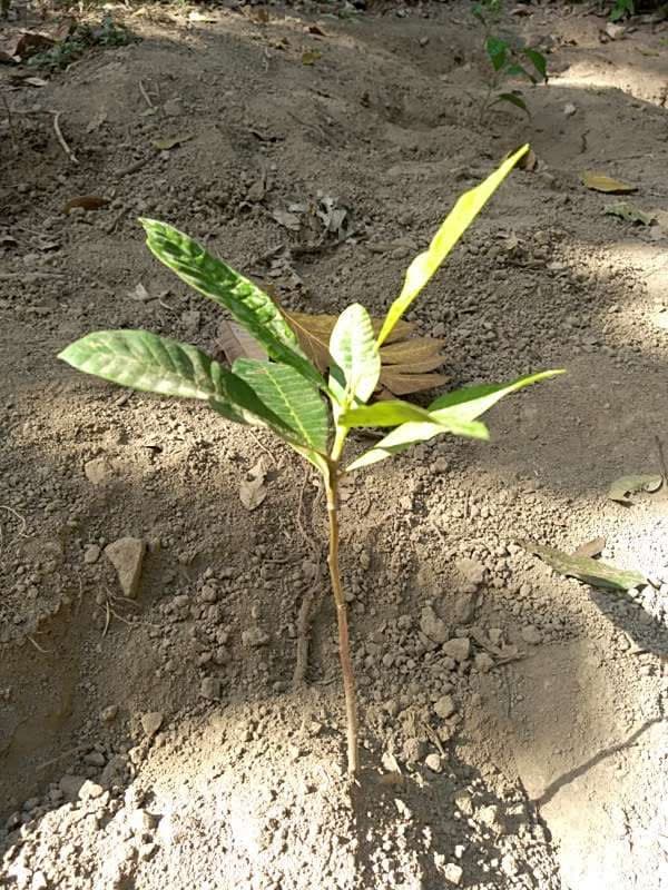 tree image