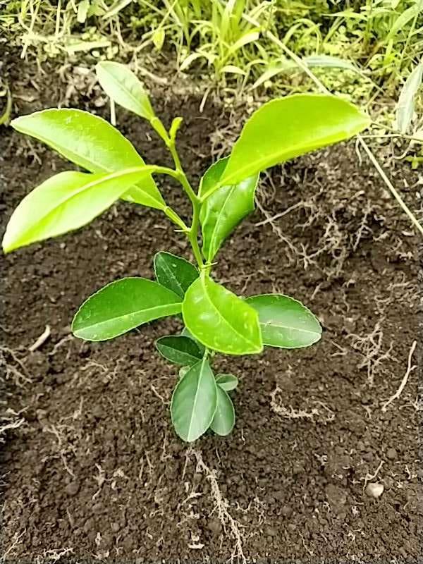 tree image