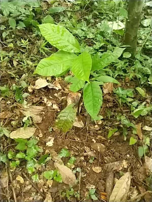 tree image