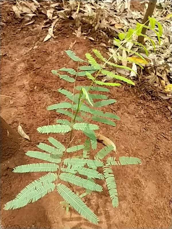 tree image