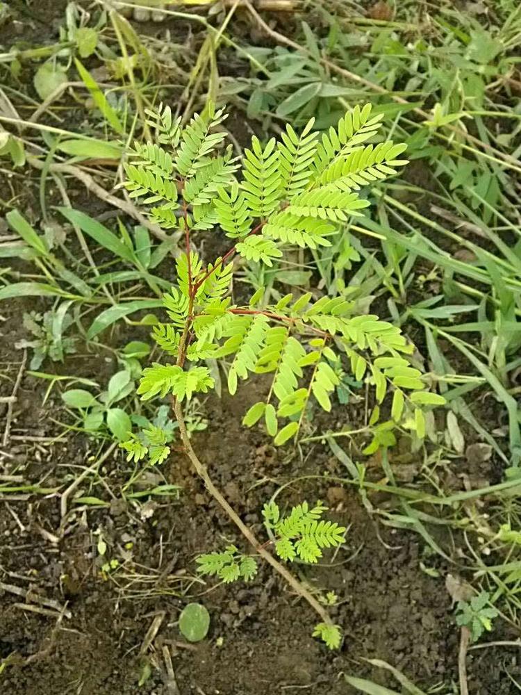 tree image