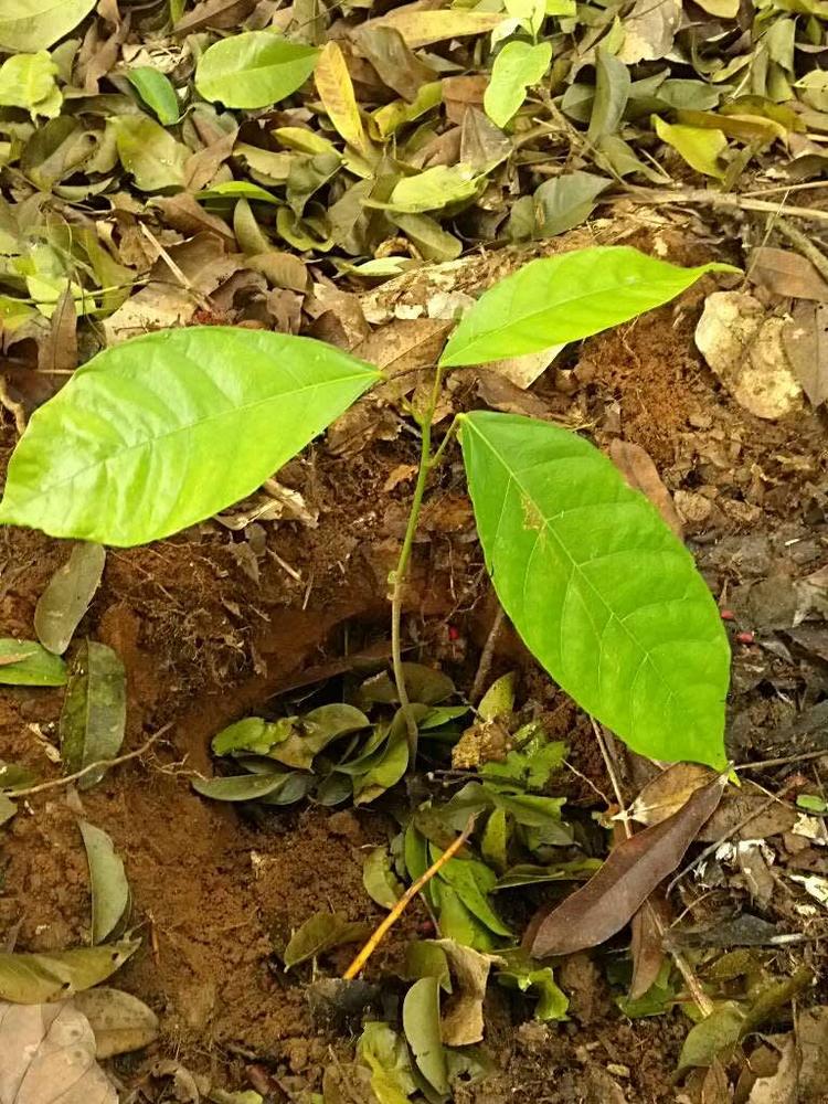 tree image