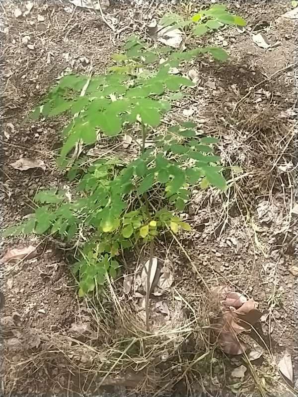 tree image